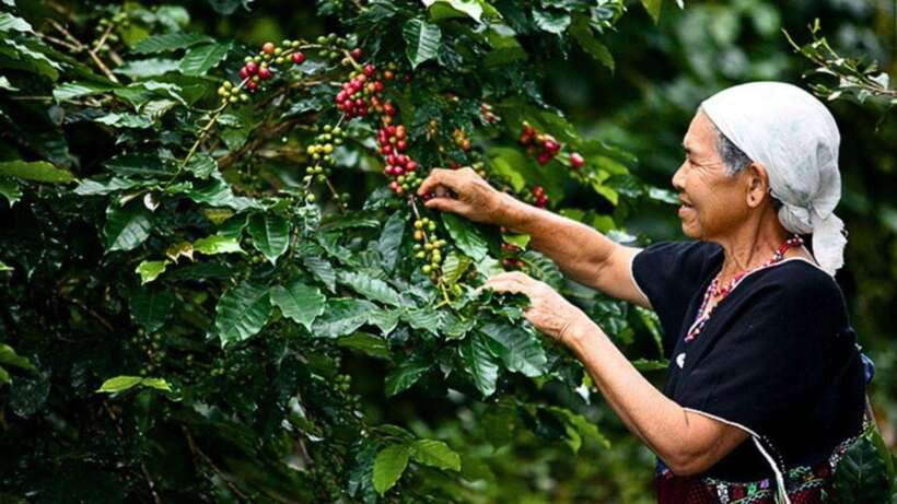 Chiang Mai: Doi Inthanon National Park Sightseeing Only - Key points to know before you go