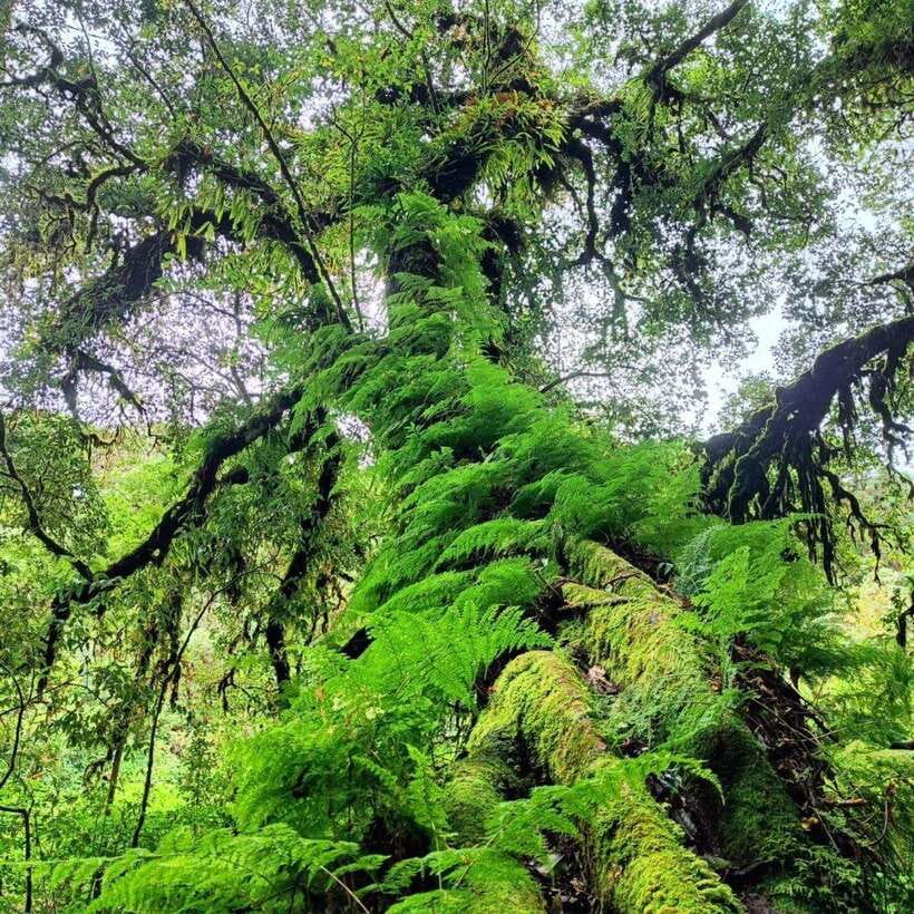 Chiang Mai: Doi Inthanon National Park & Waterfall Day Tour - Why Doi Inthanon makes a good day from Chiang Mai