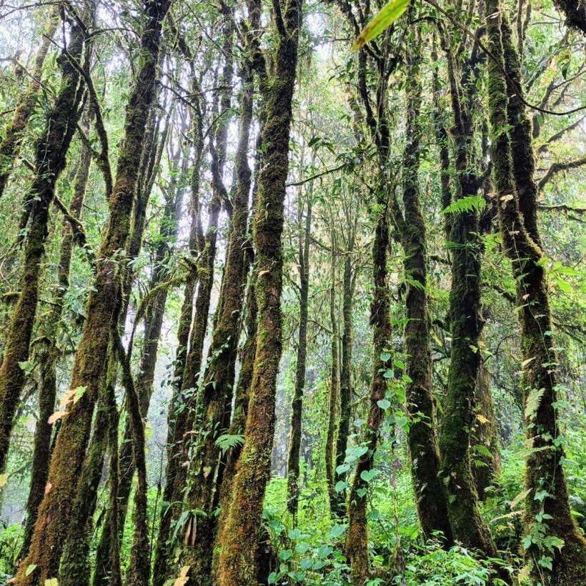Chiang Mai: Doi Inthanon National Park & Waterfall Day Tour - The Hmong Market and Thai lunch