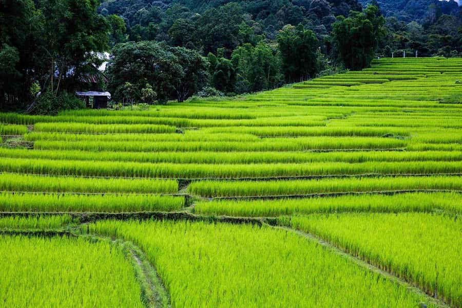 Chiang Mai: Doi Inthanon National Park, Waterfall & Lunch - Who will enjoy this day most?