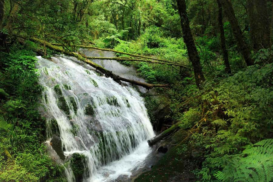 Chiang Mai: Doi Inthanon National Park, Waterfall & Lunch - Why Doi Inthanon makes a strong day trip from Chiang Mai