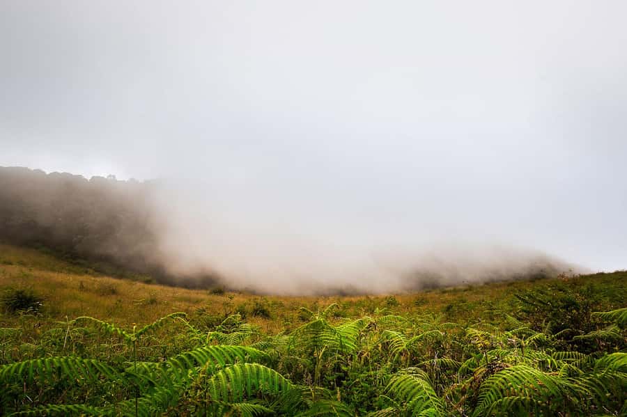 Chiang Mai: Doi Inthanon National Park, Waterfall & Lunch - Wachirathan Waterfall and the park’s forest