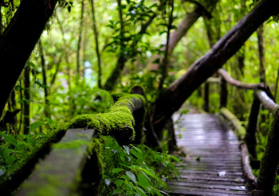 Chiang Mai: Doi Inthanon National Park with Ticket & Lunch - Ang Ka Nature Trail and the cool rainforest