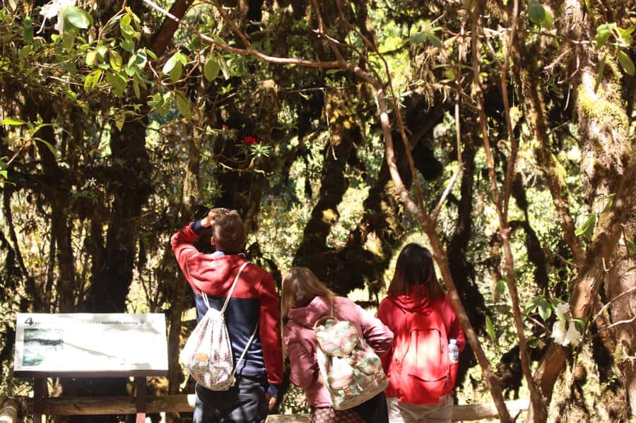 Chiang Mai: Doi Inthanon National Park with Ticket & Lunch - Mae Klang Luang and Karen coffee