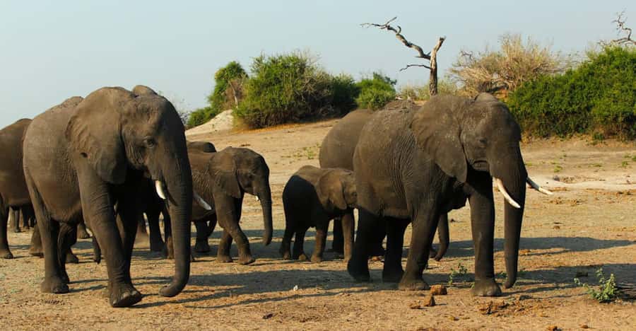 Chobe National Park: 3-Hour Game Drive - Inside the open-sided 4x4