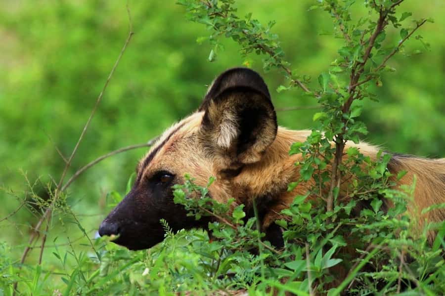 Chobe National Park: 3-Hour Game Drive - Wildlife: elephants first, but not elephants only