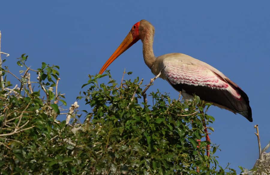 Chobe National Park: 3-Hour Game Drive - Tea, coffee, weather, and what to pack