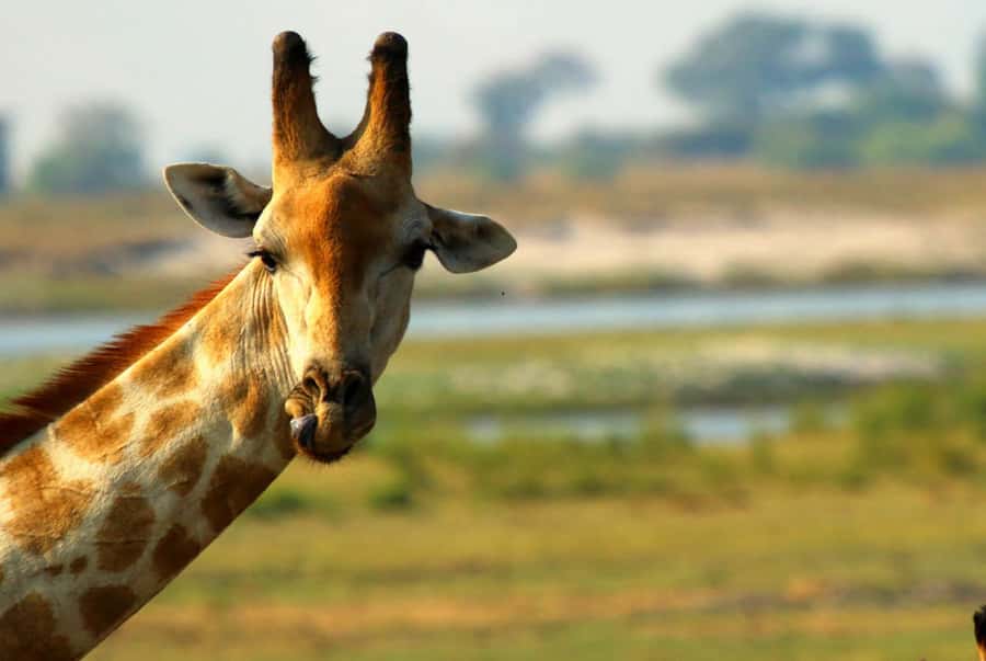 Chobe National Park: 3-Hour Game Drive - Is $46 a good value?