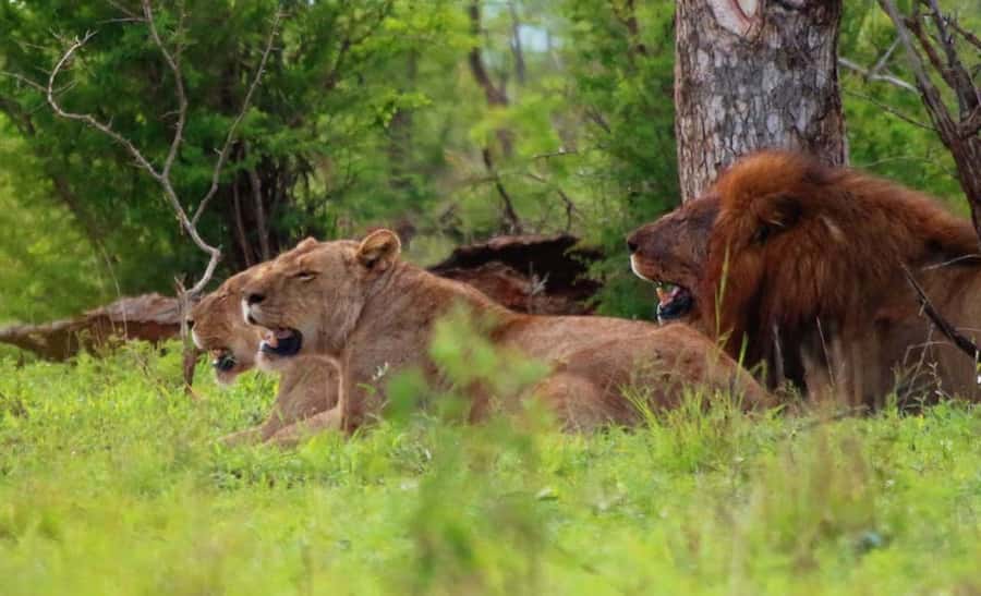 Chobe National Park: 3-Hour Game Drive - Who should book this Chobe drive?