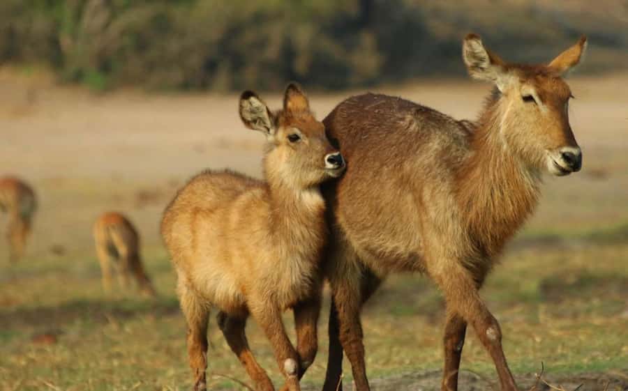 Chobe National Park: 3-Hour Game Drive - Should you book the 3-hour Chobe game drive?