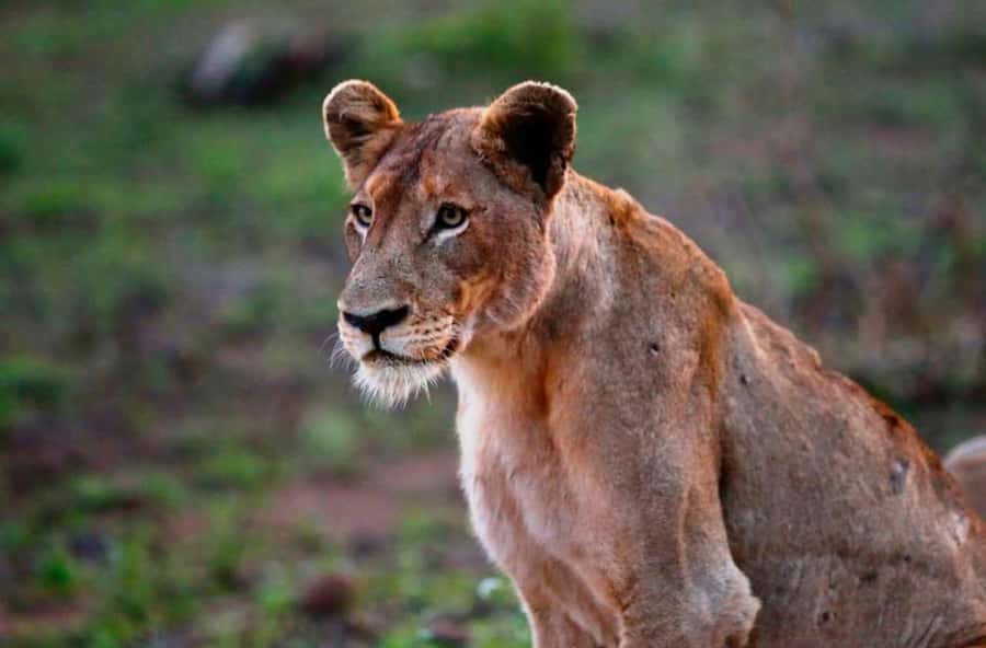 Chobe National Park: 3-Hour Game Drive - The early pickup and the trip to the park gate