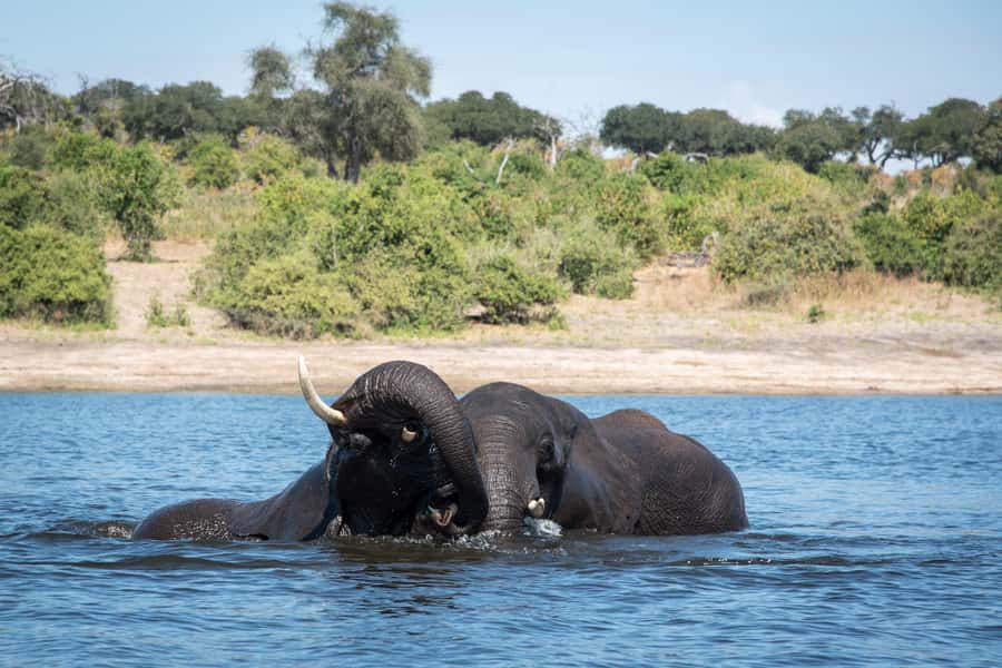 Chobe National Park: Day Trip, Safari drive & River Cruise - Crossing into Botswana without losing the morning