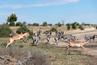 Chobe National Park: Day Trip, Safari drive & River Cruise