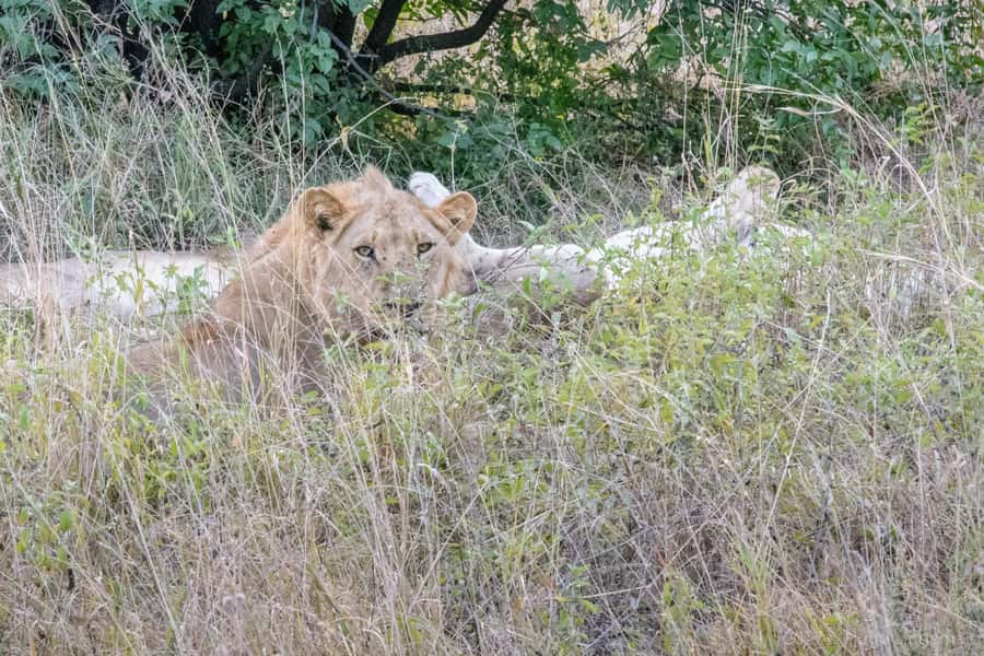 Chobe National Park: Day Trip, Safari drive & River Cruise - The 3.5-hour Chobe River cruise
