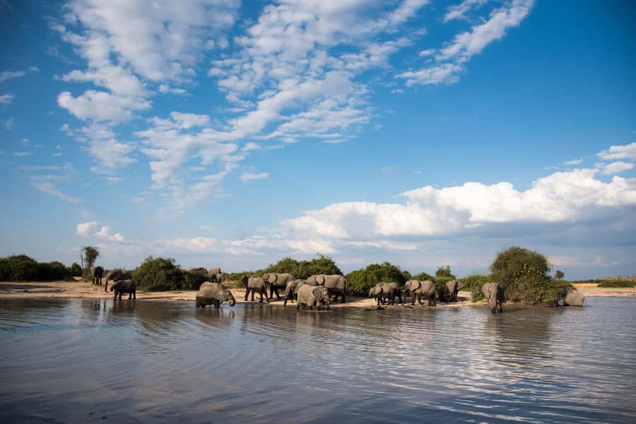 Chobe National Park: Day Trip, Safari drive & River Cruise - Guides, group size, and the human side of the day