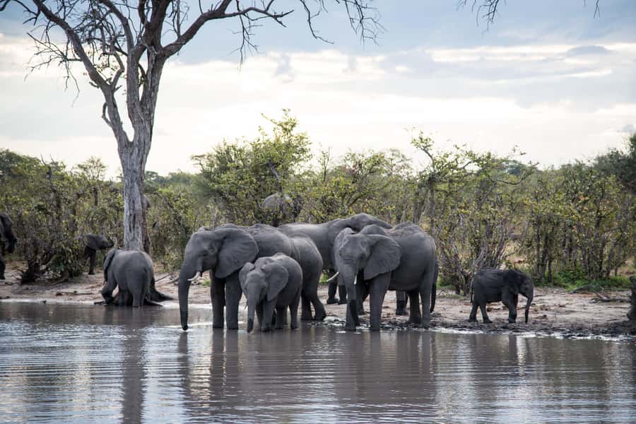 Chobe National Park: Day Trip, Safari drive & River Cruise - What $190 buys you