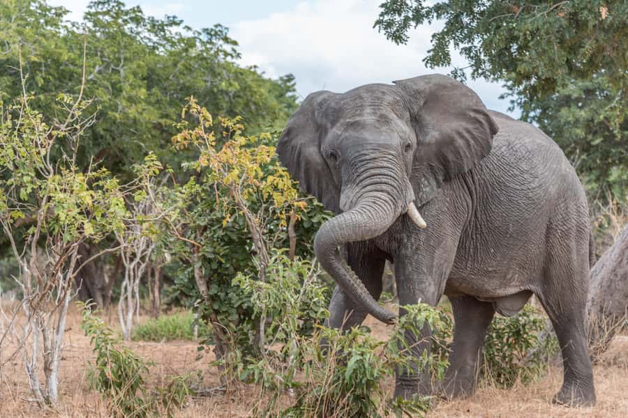 Chobe National Park: Day Trip, Safari drive & River Cruise - Best time, useful packing, and realistic expectations