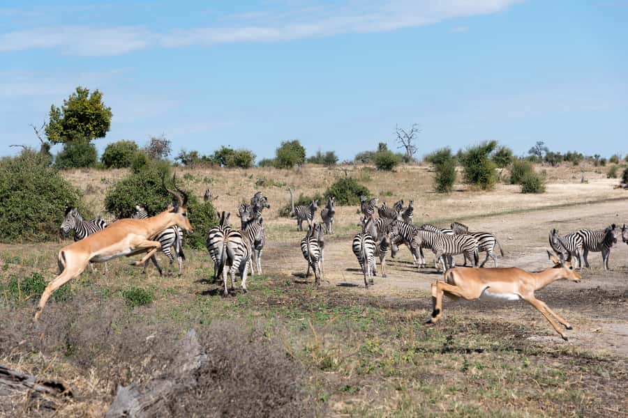 Chobe National Park: Day Trip, Safari drive & River Cruise - The 7 a.m. pickup and the road to Botswana