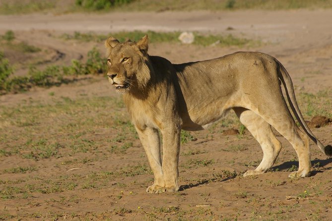 Chobe National Park Full Day Safari (Botswana) - Why Chobe works so well as a Victoria Falls add-on