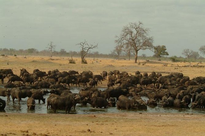 Chobe National Park Full Day Safari (Botswana) - Chobe Safari Lodge, the day’s useful base