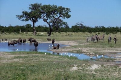 Chobe National Park Full Day Safari (Botswana)
