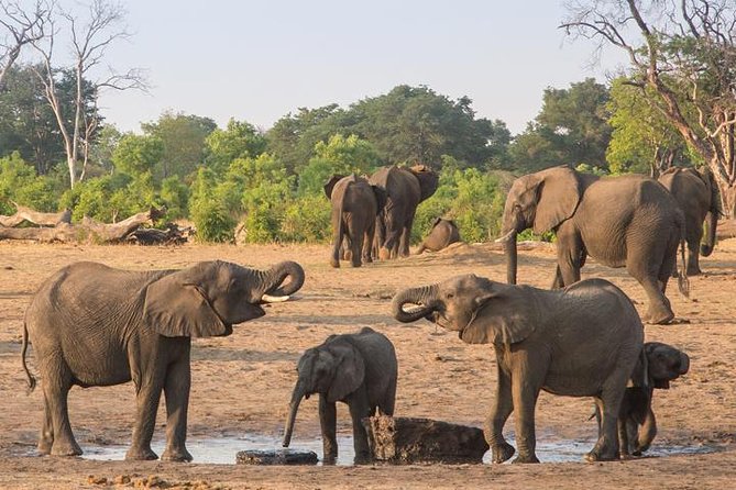 Chobe National Park Full Day Safari (Botswana) - Who will enjoy this day most