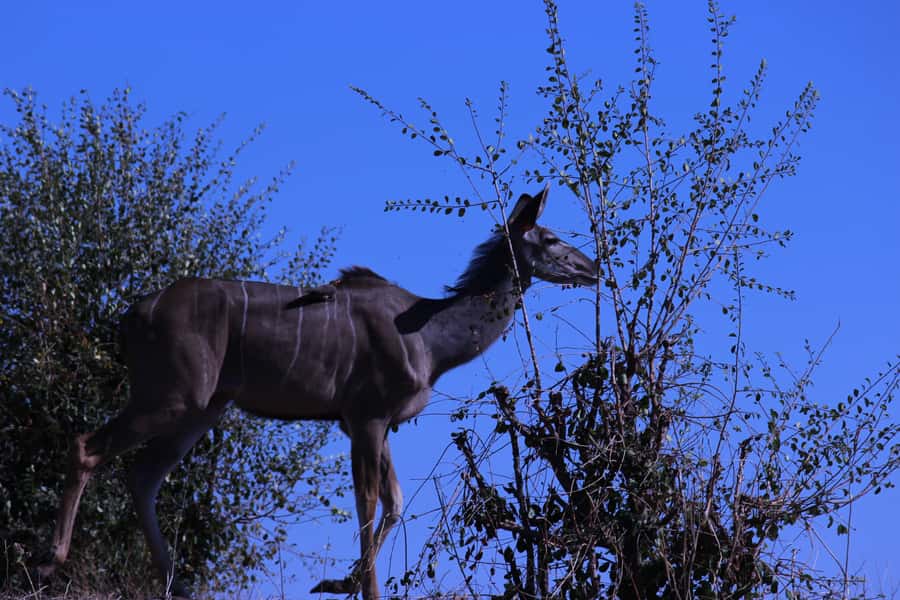 Chobe National Park: Game Drive, Boat Tour, and Lunch - Key points to know