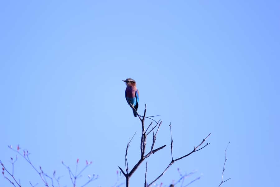 Chobe National Park: Game Drive, Boat Tour, and Lunch - From Victoria Falls to Kazungula at 7:00 AM