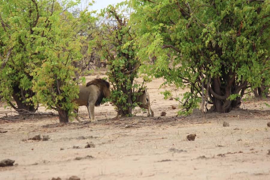 Chobe National Park: Game Drive, Boat Tour, and Lunch - The morning game drive inside Chobe National Park