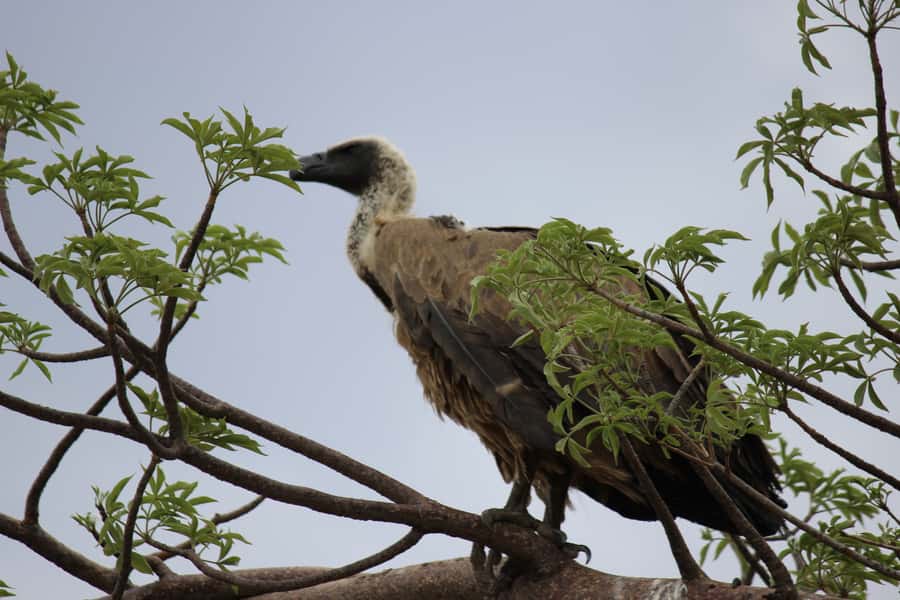 Chobe National Park: Game Drive, Boat Tour, and Lunch - Changing vehicles in Botswana
