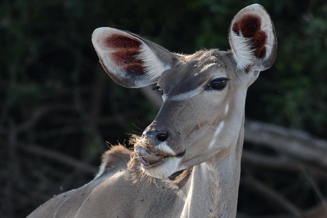 Chobe National Park Game Drive, Botswana - Key points to know before you book