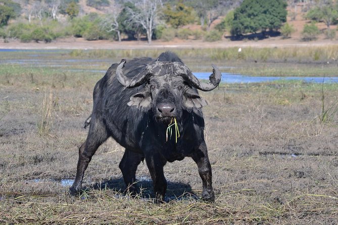 Chobe National Park Game Drive, Botswana - What the road and vehicle are really like