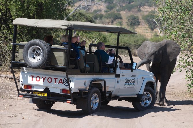 Chobe National Park Game Drive, Botswana - Three hours among elephants, buffalo, and predators