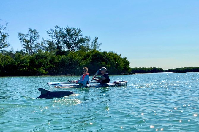 Clear Kayak Tour of Shell Key Preserve and Tampa Bay Area - Wildlife below, beside, and above the kayak