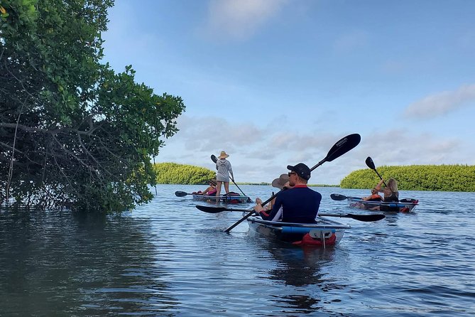 Clear Kayak Tour of Shell Key Preserve and Tampa Bay Area - Starting at Billys Stone Crab in Tierra Verde
