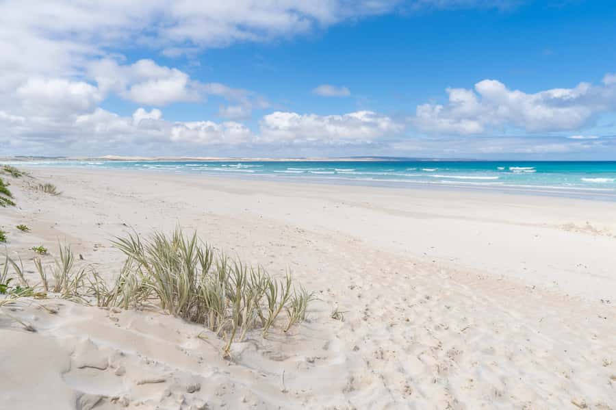 Coffin Bay National Park: Highlights and Off-Road 4WD Tour - Watching for emus, kangaroos, and lizards