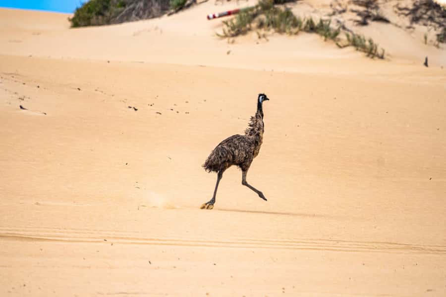 Coffin Bay National Park: Highlights and Off-Road 4WD Tour - Gunyah Beach and the soft-sand ride