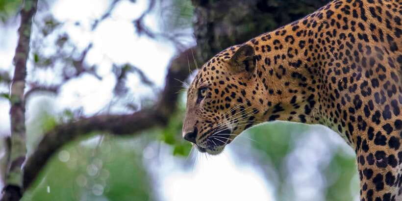 Colombo/Bentota/Kalutara/Ahungalla: Yala Safari Tour - Key points before you book
