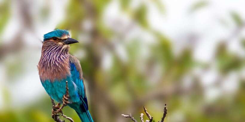 Colombo/Bentota/Kalutara/Ahungalla: Yala Safari Tour - Elephants, crocodiles, deer, and the smaller finds