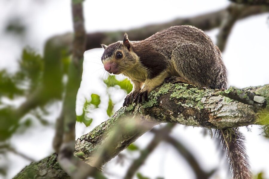 Colombo/Bentota/Kalutara/Ahungalla: Yala Safari Tour - What the $124 price really covers