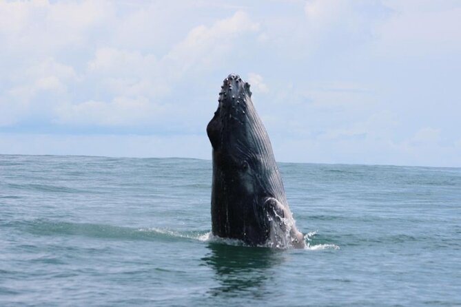 Combo Tour Marino Ballena National Park - Key points to know before booking