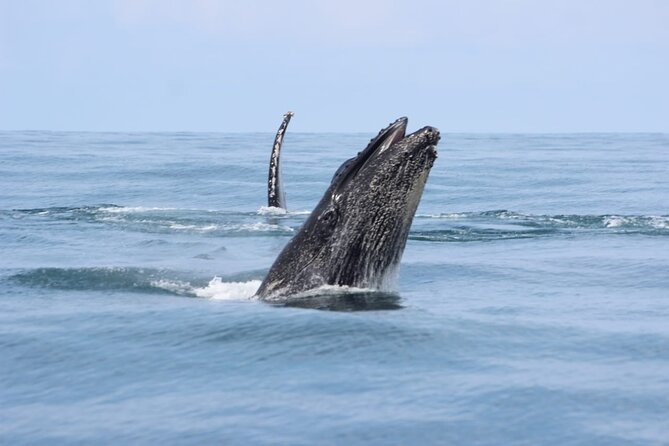Combo Tour Marino Ballena National Park - Setting out from Uvita and Marino Ballena National Park