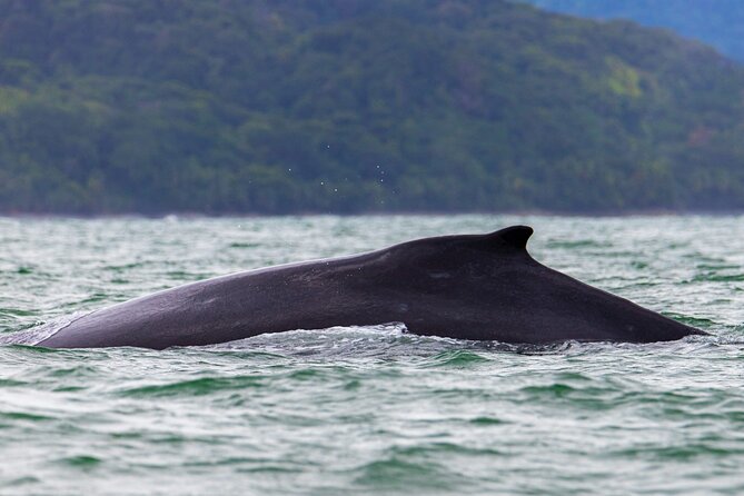 Combo Tour Marino Ballena National Park - What the $84.42 price really covers