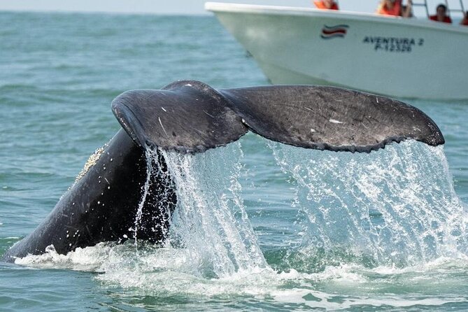 Combo Tour Marino Ballena National Park - Timing, comfort, and useful packing advice