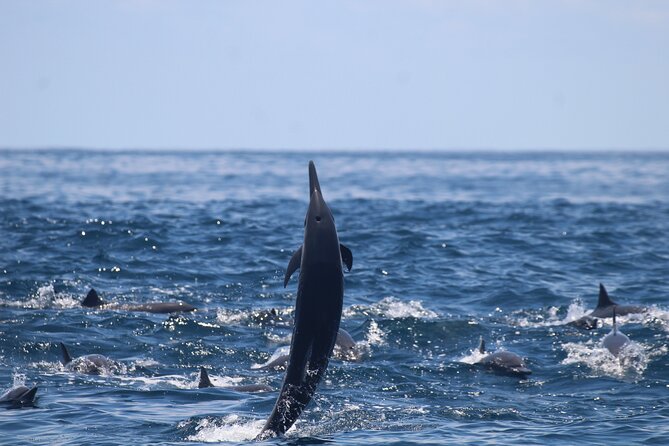 Combo Tour Marino Ballena National Park - Who will enjoy this boat trip most
