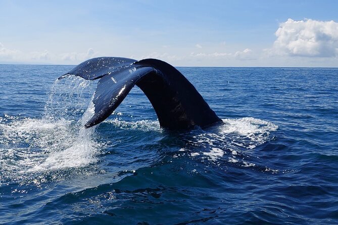 Combo Tour Marino Ballena National Park - Should you book the Marino Ballena combo tour?
