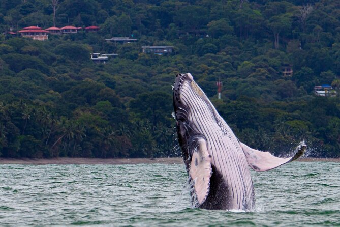 Combo Tour Marino Ballena National Park - A fast boat, not a floating lounge