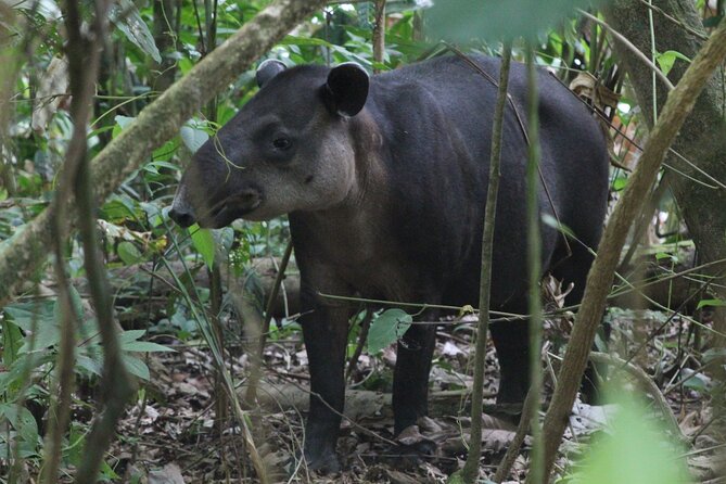 Corcovado National Park Hike - From Uvita - What the three-hour hike is really like