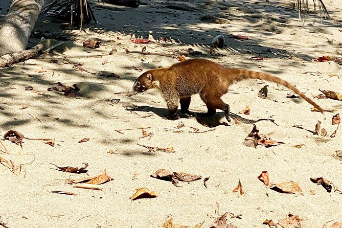 Corcovado National Park Hike - From Uvita - Wildlife is possible, not promised