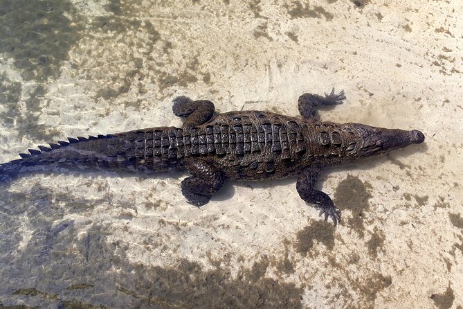Cozumel National Park and Beach Break: Private Tour - San Miguel adds a local-town finish